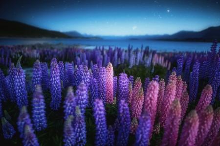 新西兰，鲜花，晚上，性质，晚上，湖