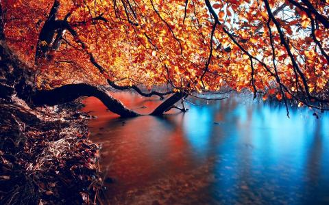 金色的树，水中的树，秋天，美丽的照片