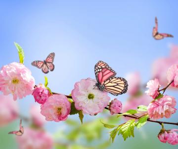 春天，photoshop，分支机构，樱花，鲜花，背景，天空，蝴蝶
