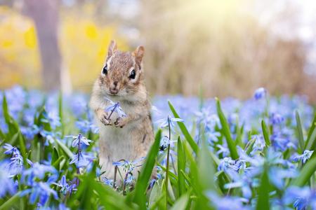 动物，小动物，啮齿动物，花栗鼠，性质，春天，鲜花