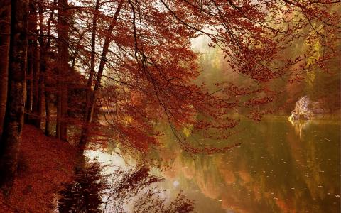 树，湖，秋天