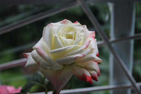 花，玫瑰，白，窗口，格栅
