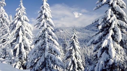 圣诞树，森林，性质，冬天