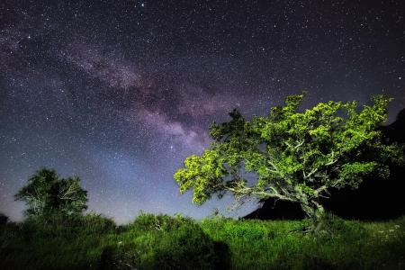 树，满天星斗的天空，银河系，夜间，通过Olga Kulakova