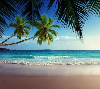 棕榈，棕榈，云，天空，一天，海，水，波浪，沙，海滩