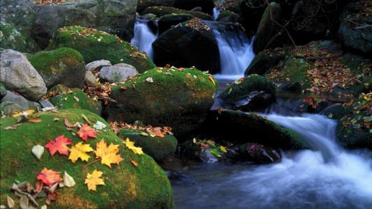 长满苔藓的石头，瀑布，树叶，秋天