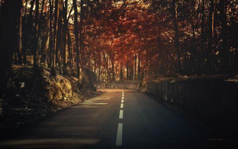 路，秋天，树木，森林
