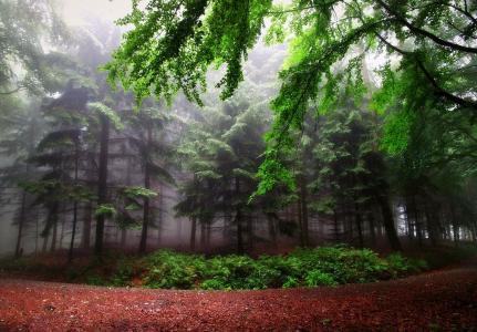密集，森林，树木，路径，美女，夏天，绿色，雾