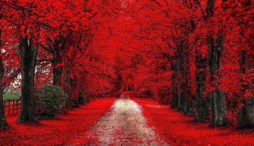 景观，性质，秋季，路，红色，叶子