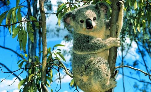 动物，考拉，树，澳大利亚