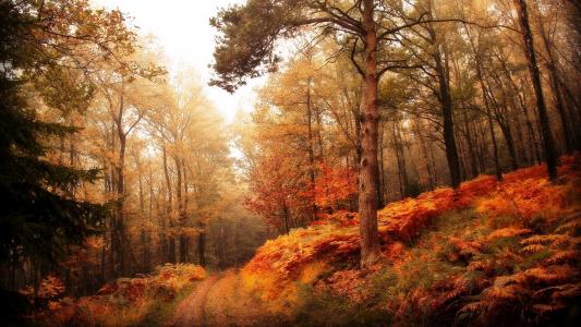 路径，秋天的森林，美丽的秋天