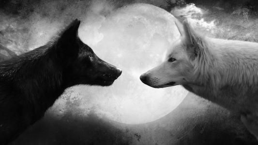 白色，狼，黑色，月亮