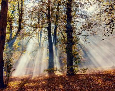 秋，自然，森林，叶子，光，树，射线