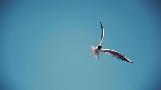 天空，海鸥，白色的羽毛
