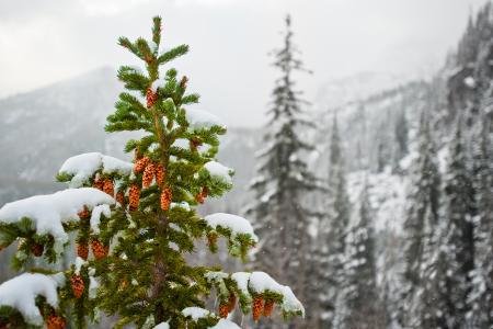 雪，冷杉，性质，视锥细胞，山，冬天