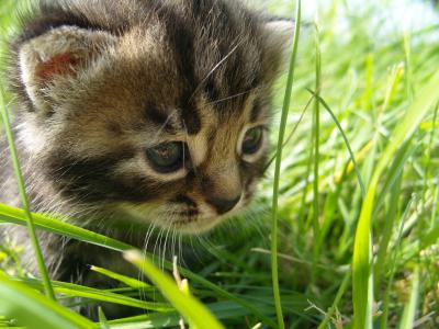 小猫，宝贝，草