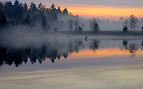 森林，湖，黎明，池塘，早晨，雾，表面