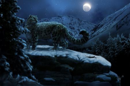 豹，晚上，下雪