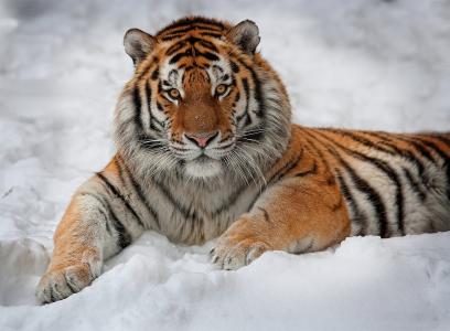 老虎，性质，雪，白色背景，英俊的男人
