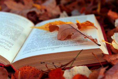 文本，页面，秋天，书，叶子，叶子