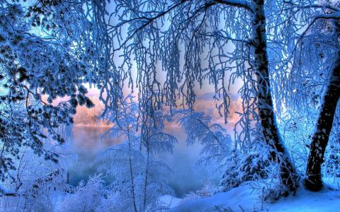 自然，湖，树，白霜，冬天