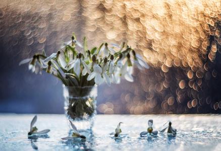 静物，散景，鲜花，雪花莲，泼水，由Sinkalsky塔拉斯