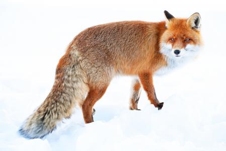 狐狸，尾巴，红色，冬天