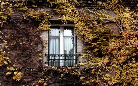 房子，秋天，窗口，黄色的叶子