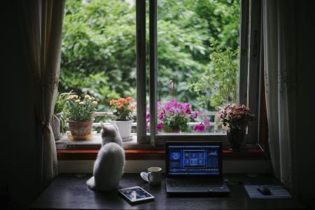 猫，动物，物体，鲜花，茶，笔记本电脑