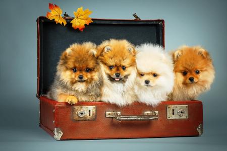 小狗，手提箱，枫叶