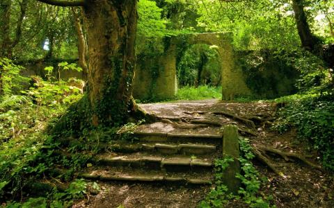 废墟，性质，楼梯，树，绿色
