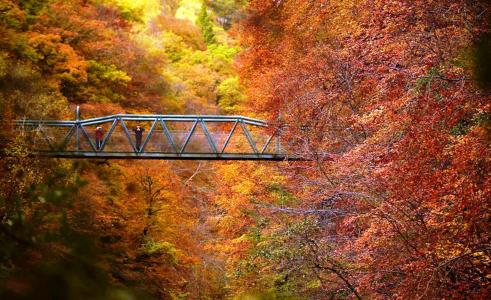 森林公园，桥梁，人民，秋天，美国的颜色的暴乱