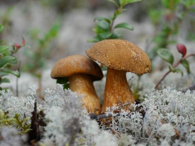 蘑菇，森林，夏天