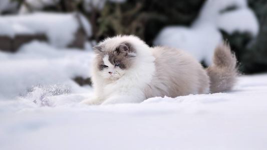 动物，猫，猫，布娃娃，布娃娃，冬天，雪