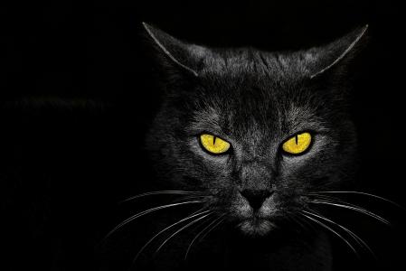 眼睛，背景，黑猫