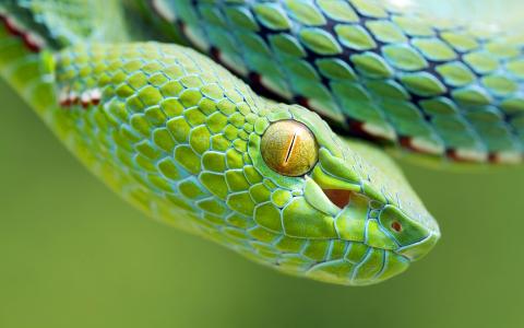 蛇，爬行动物，绿色背景，性质