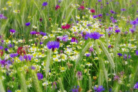 自然，夏天，领域花，矢车菊，chamomiles，小穗