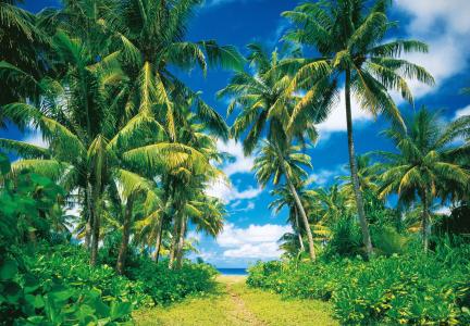 自然，热带，棕榈树，海洋