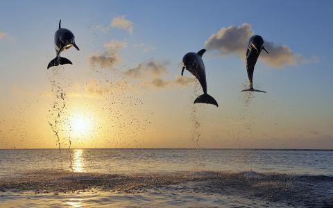 海，海豚的飞行