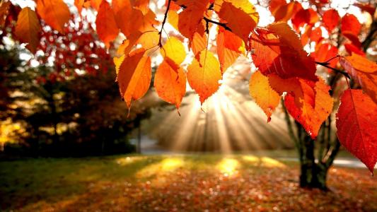 秋天，阳光，树，叶子