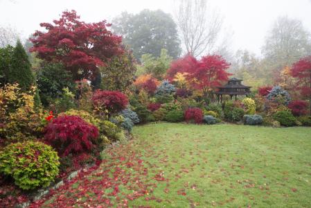 英格兰，公园，秋天，美丽