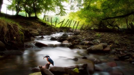 小溪，鸟，野生动物