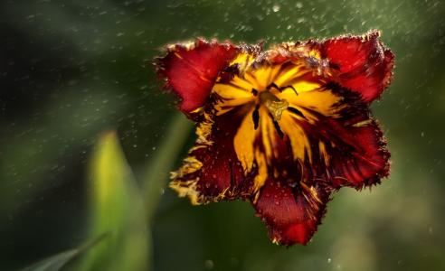 花，雨，光，Daria格罗莫娃