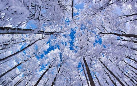 雪，冬天，天空，树木