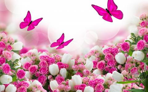 蝴蝶，玫瑰，白色郁金香，粉红色的颜色