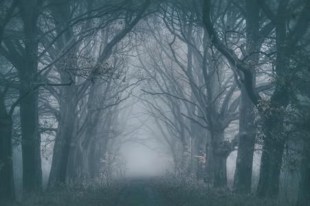 路，树，雾，美丽