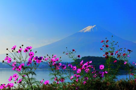 富士，富士山，天空，山，鲜花，日本