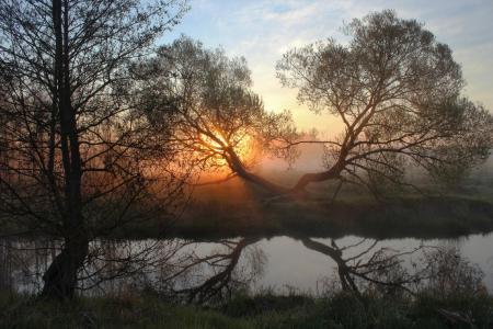 河流，树木，阳光，雾，反射，伊戈尔·杰尼索夫