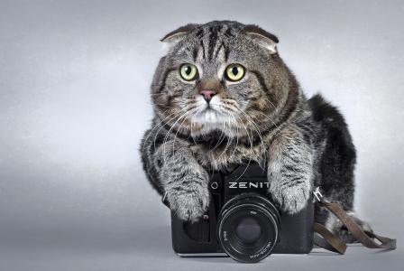猫，相机