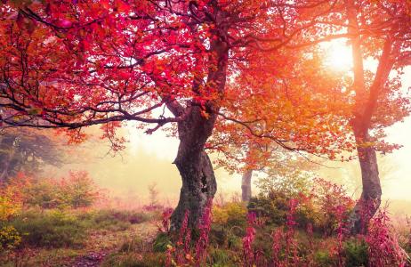 自然，秋，树，光，太阳，美丽，森林，雾